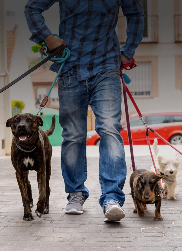 Dog Walking Service Category thumb